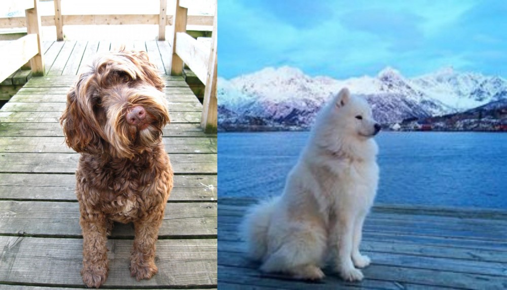 Samoyed vs Portuguese Water Dog - Breed Comparison