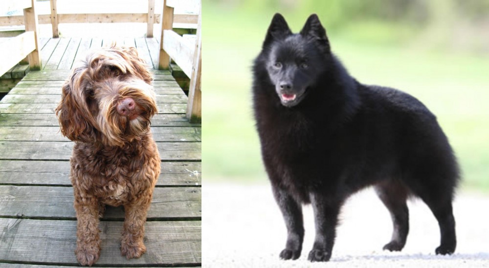 Schipperke vs Portuguese Water Dog - Breed Comparison