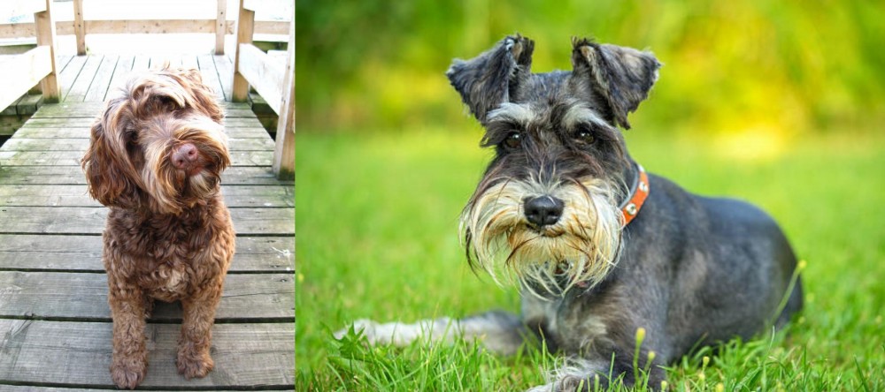Schnauzer vs Portuguese Water Dog - Breed Comparison