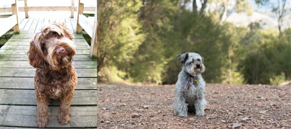 Schnoodle vs Portuguese Water Dog - Breed Comparison