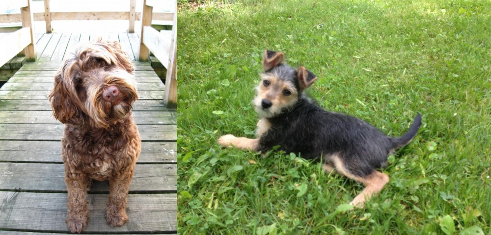 Schnorkie vs Portuguese Water Dog - Breed Comparison