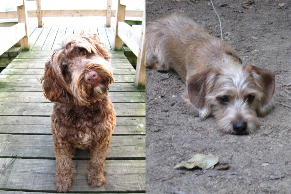 Schweenie vs Portuguese Water Dog - Breed Comparison