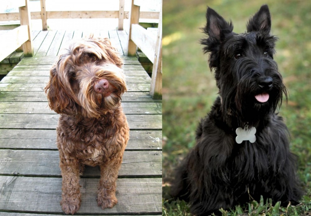 Scoland Terrier vs Portuguese Water Dog - Breed Comparison