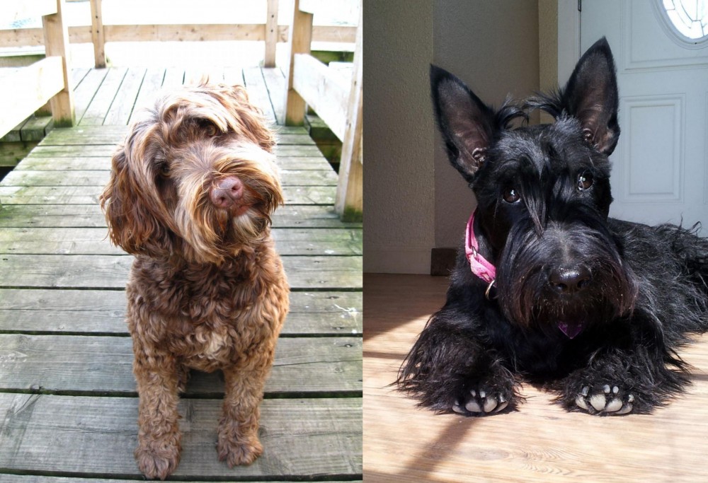 Scottish Terrier vs Portuguese Water Dog - Breed Comparison