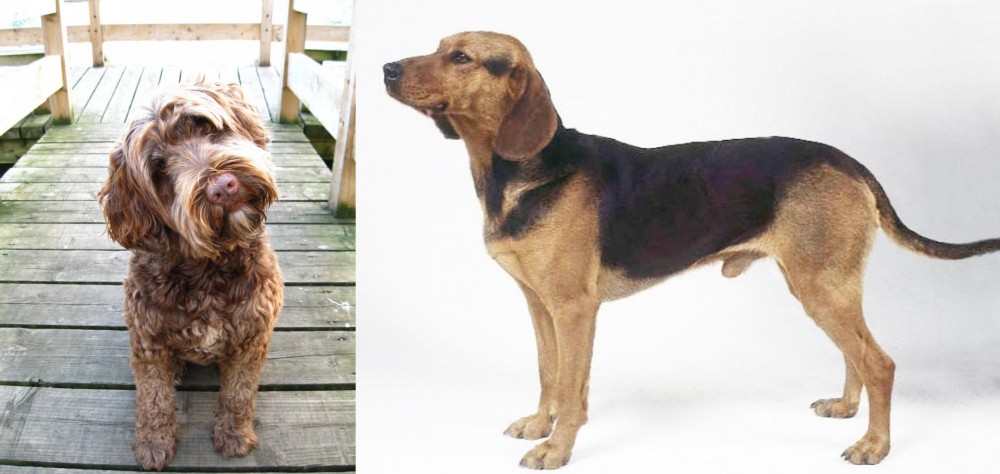 Serbian Hound vs Portuguese Water Dog - Breed Comparison