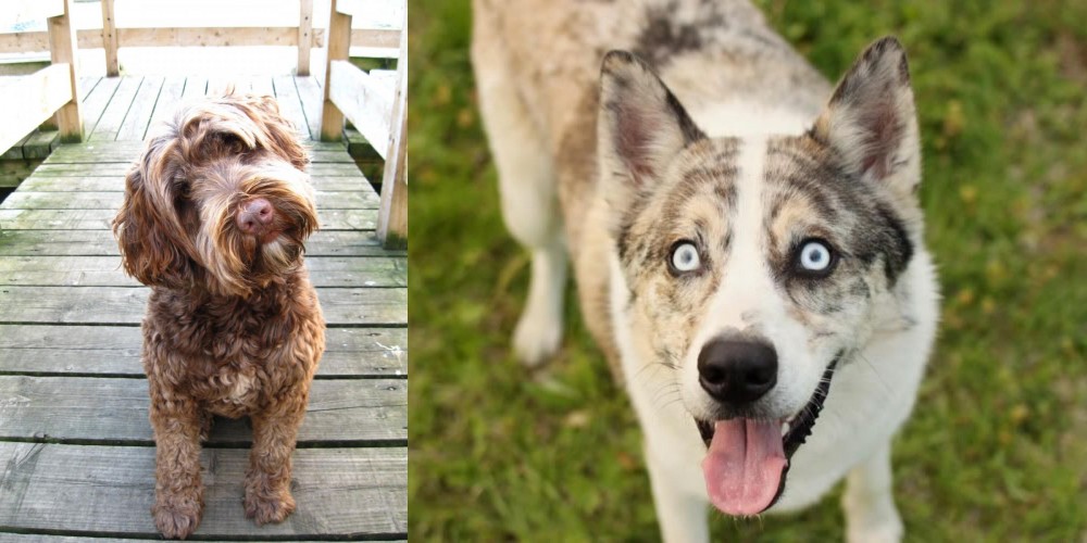 Shepherd Husky vs Portuguese Water Dog - Breed Comparison