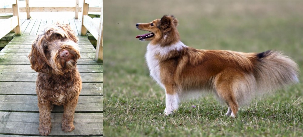 Shetland Sheepdog vs Portuguese Water Dog - Breed Comparison
