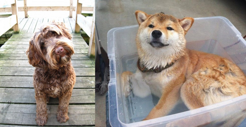Shiba Inu vs Portuguese Water Dog - Breed Comparison