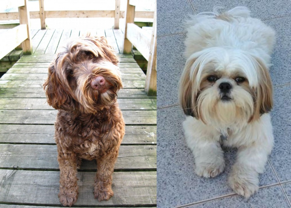 Shih Tzu vs Portuguese Water Dog - Breed Comparison