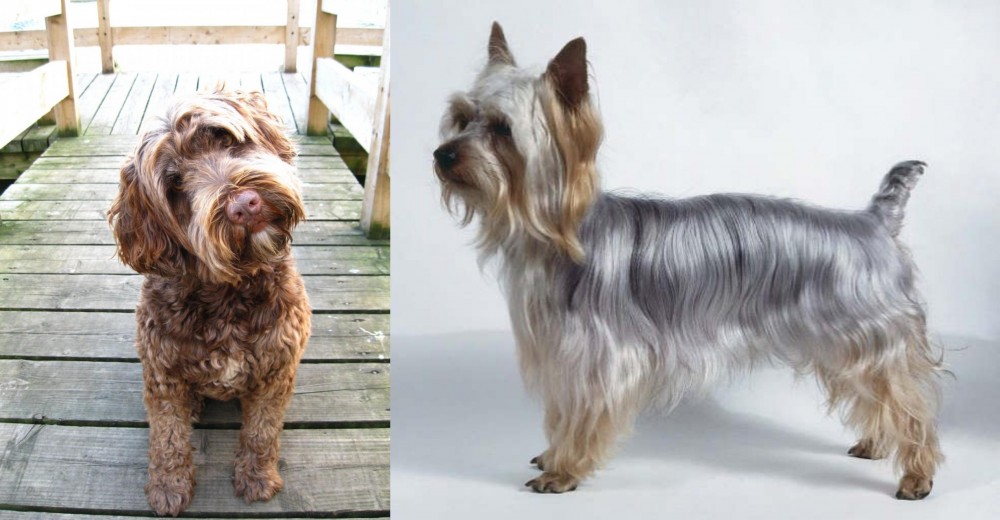 Silky Terrier vs Portuguese Water Dog - Breed Comparison