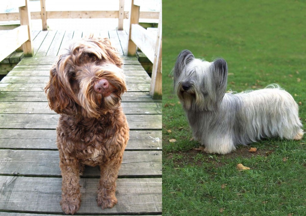 Skye Terrier vs Portuguese Water Dog - Breed Comparison