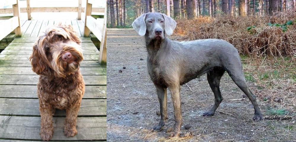 Slovensky Hrubosrsty Stavac vs Portuguese Water Dog - Breed Comparison