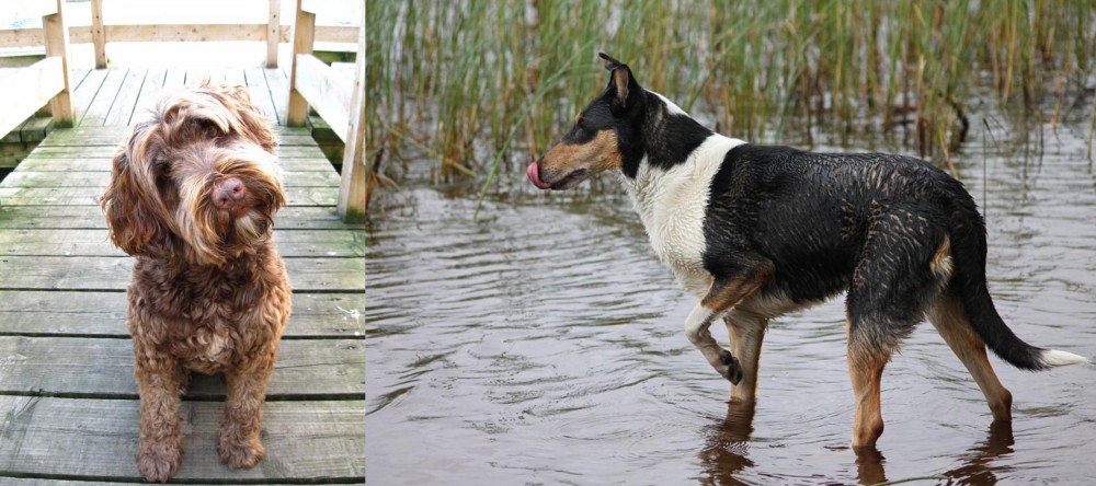 Smooth Collie vs Portuguese Water Dog - Breed Comparison