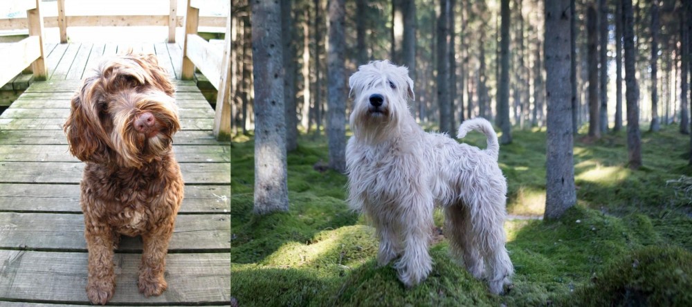 Soft-Coated Wheaten Terrier vs Portuguese Water Dog - Breed Comparison
