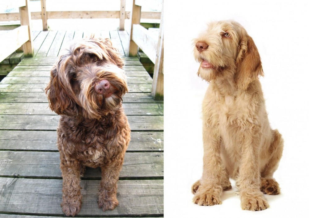 Spinone Italiano vs Portuguese Water Dog - Breed Comparison
