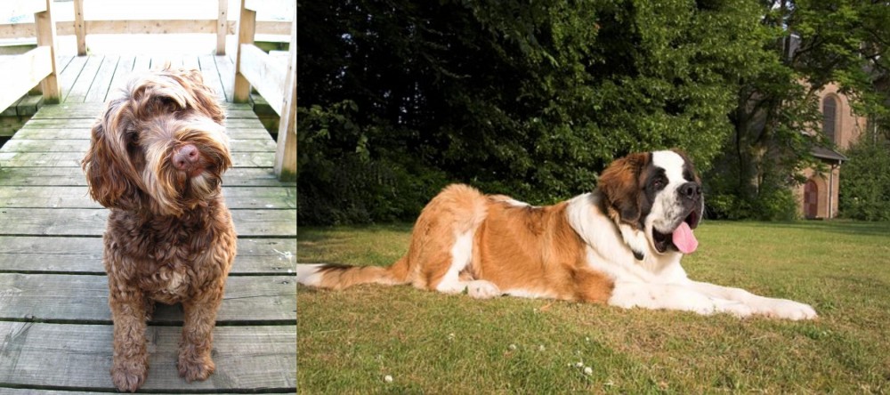 St. Bernard vs Portuguese Water Dog - Breed Comparison