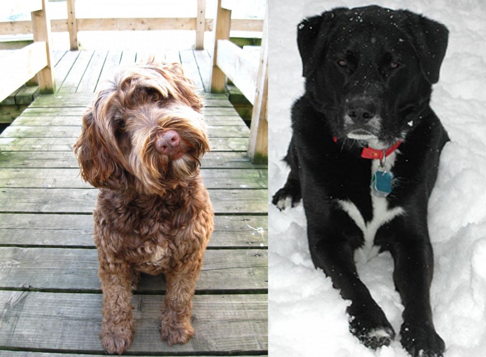 St. John's Water Dog vs Portuguese Water Dog - Breed Comparison