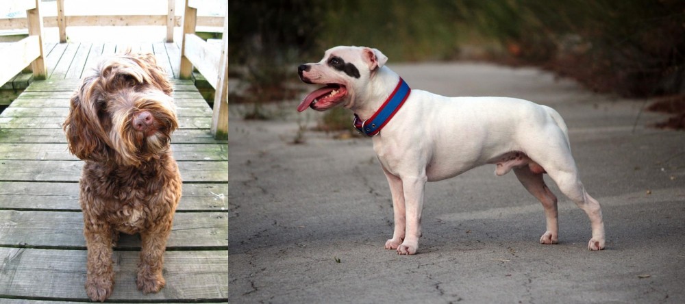 Staffordshire Bull Terrier vs Portuguese Water Dog - Breed Comparison