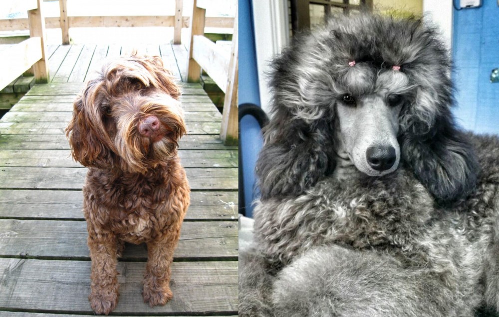 Standard Poodle vs Portuguese Water Dog - Breed Comparison