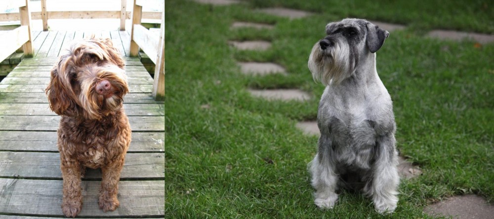 Standard Schnauzer vs Portuguese Water Dog - Breed Comparison