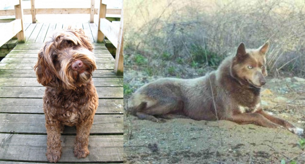 Tahltan Bear Dog vs Portuguese Water Dog - Breed Comparison
