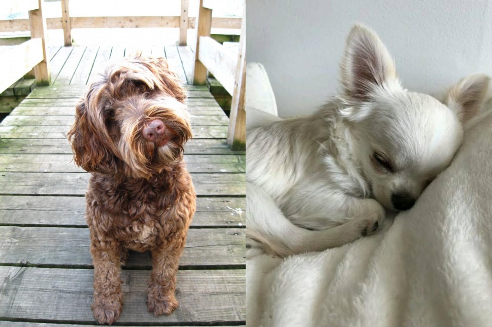 Tea Cup Chihuahua vs Portuguese Water Dog - Breed Comparison