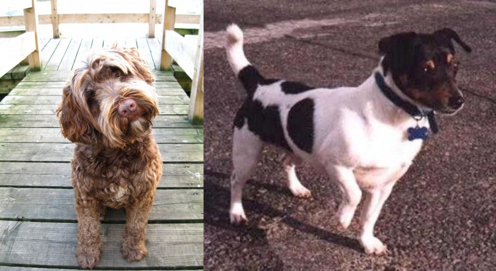 Teddy Roosevelt Terrier vs Portuguese Water Dog - Breed Comparison