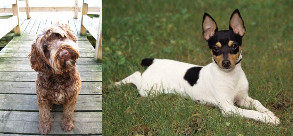 Toy Fox Terrier vs Portuguese Water Dog - Breed Comparison