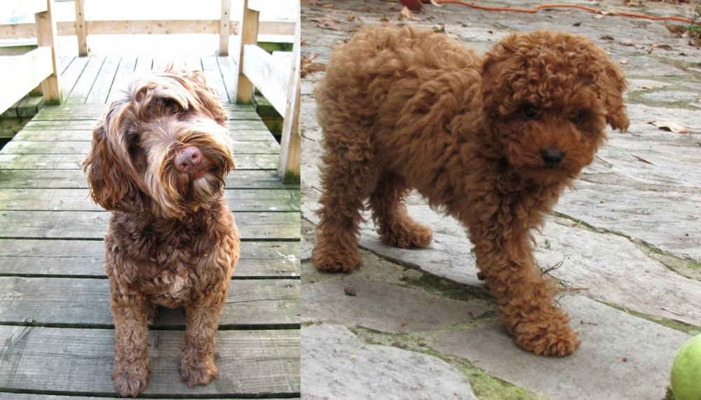 Toy Poodle vs Portuguese Water Dog - Breed Comparison