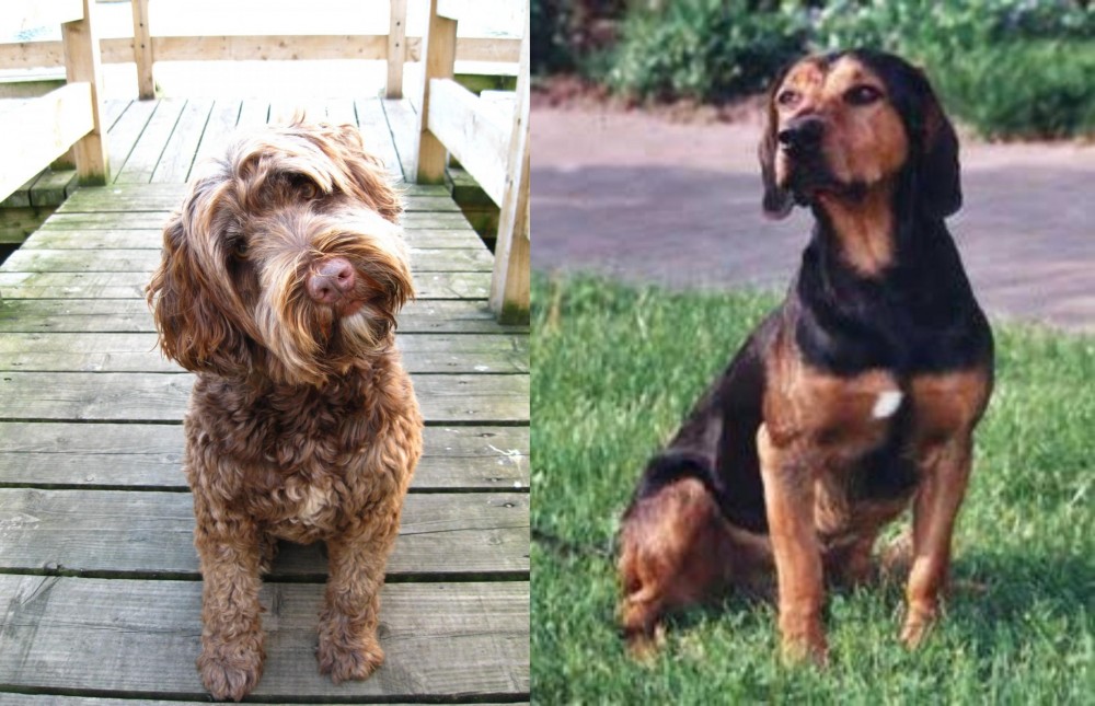 Tyrolean Hound vs Portuguese Water Dog - Breed Comparison
