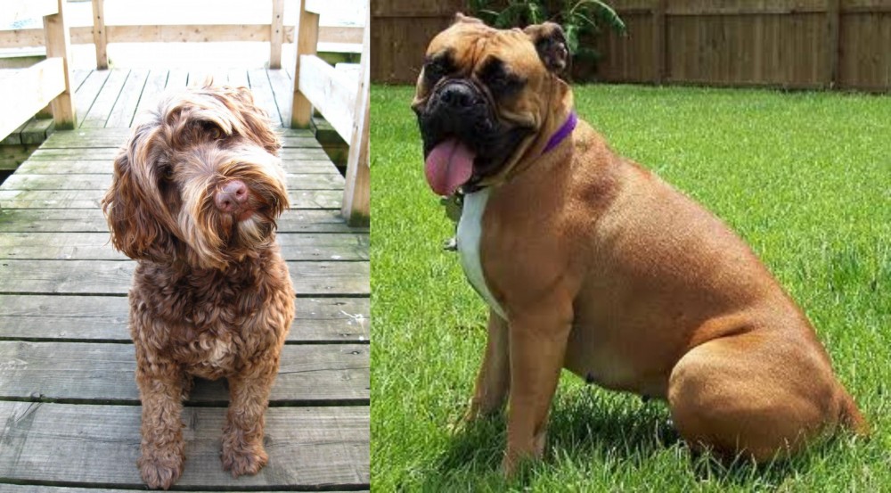 Valley Bulldog vs Portuguese Water Dog - Breed Comparison