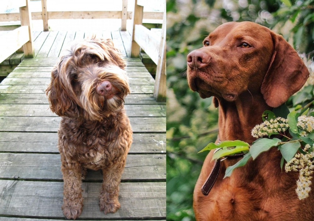 Vizsla vs Portuguese Water Dog - Breed Comparison