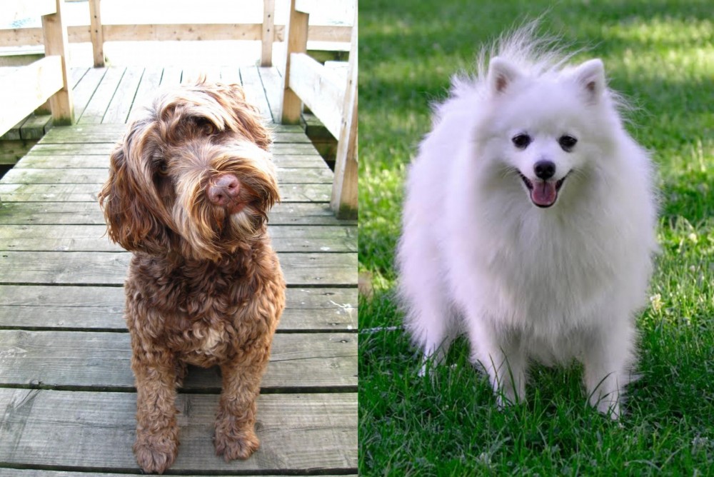 Volpino Italiano vs Portuguese Water Dog - Breed Comparison