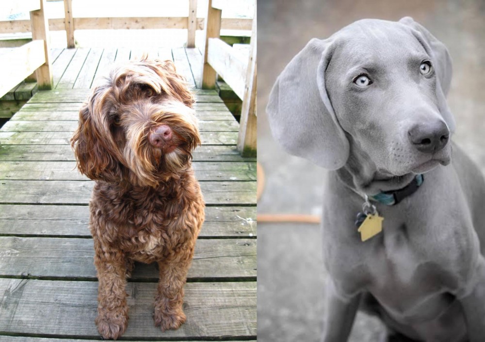 Weimaraner vs Portuguese Water Dog - Breed Comparison