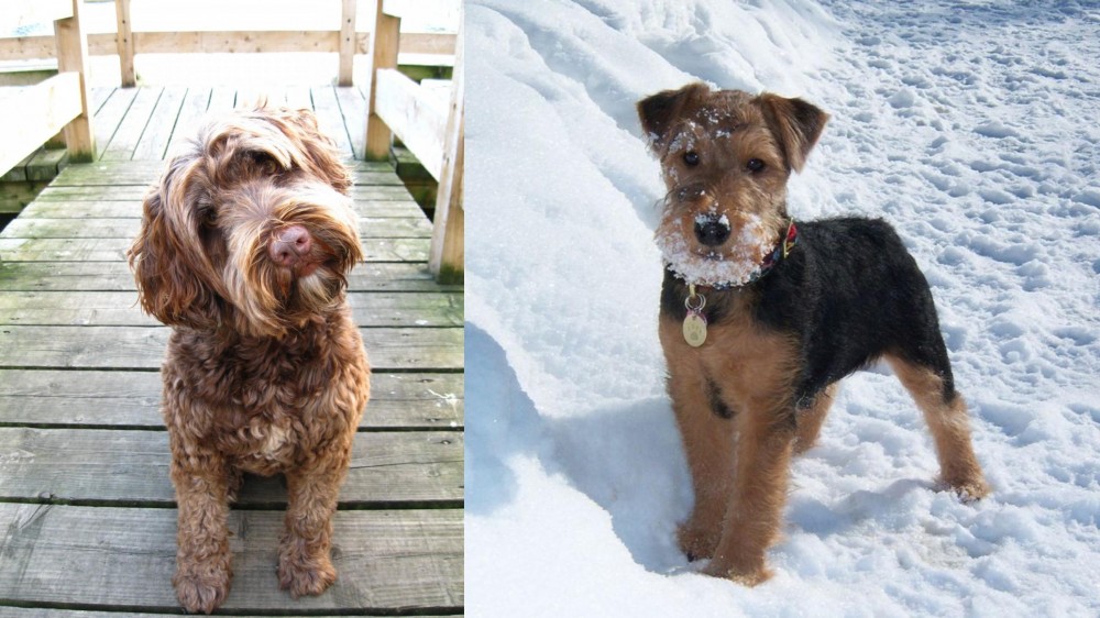 Welsh Terrier vs Portuguese Water Dog - Breed Comparison