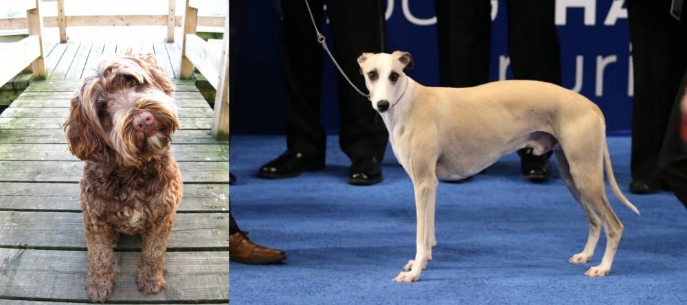 Whippet vs Portuguese Water Dog - Breed Comparison