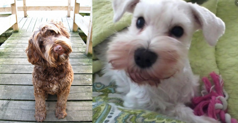 White Schnauzer vs Portuguese Water Dog - Breed Comparison