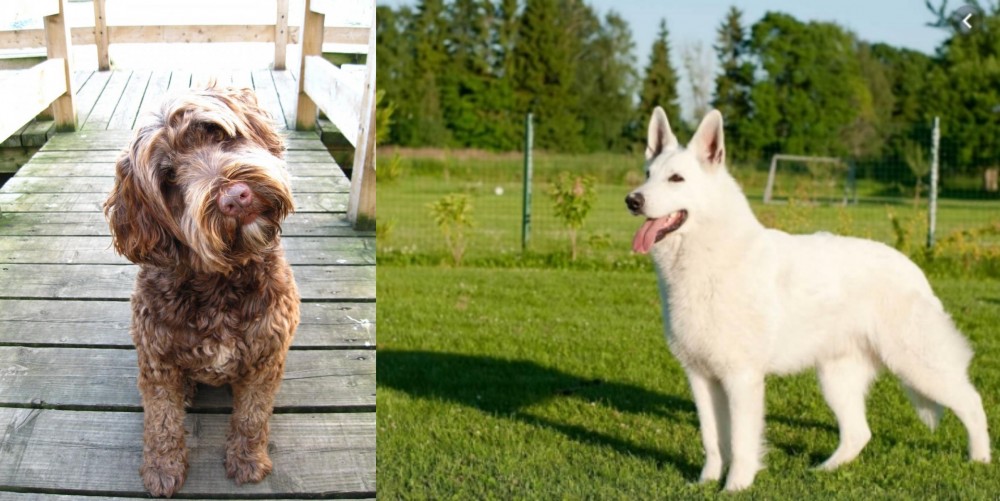 White Shepherd vs Portuguese Water Dog - Breed Comparison