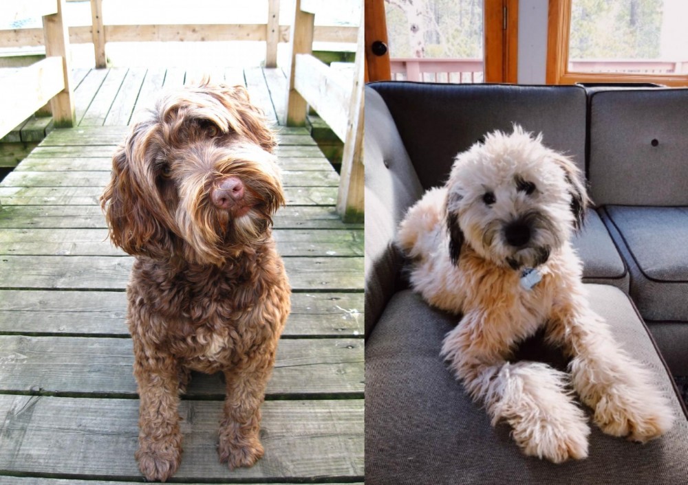 Whoodles vs Portuguese Water Dog - Breed Comparison