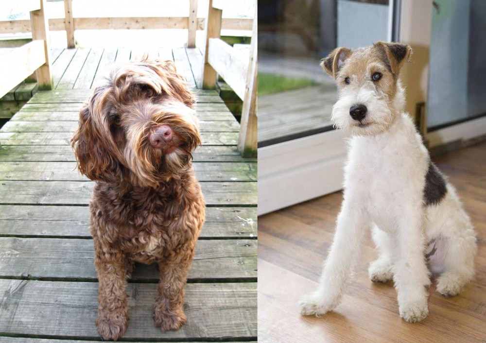 Wire Fox Terrier vs Portuguese Water Dog - Breed Comparison