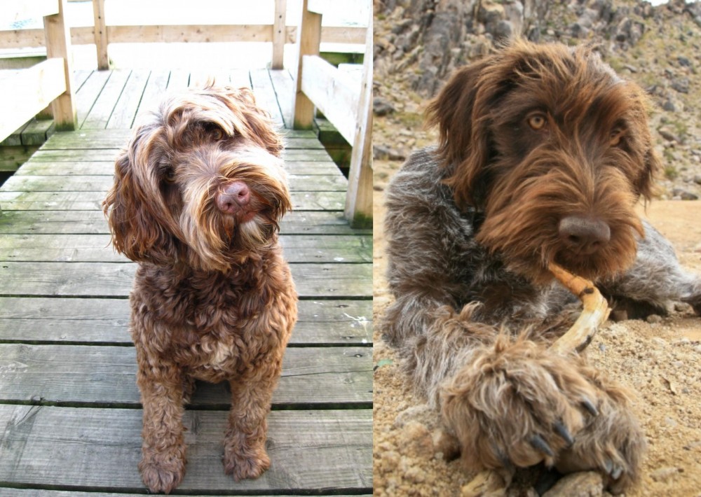 Wirehaired Pointing Griffon vs Portuguese Water Dog - Breed Comparison