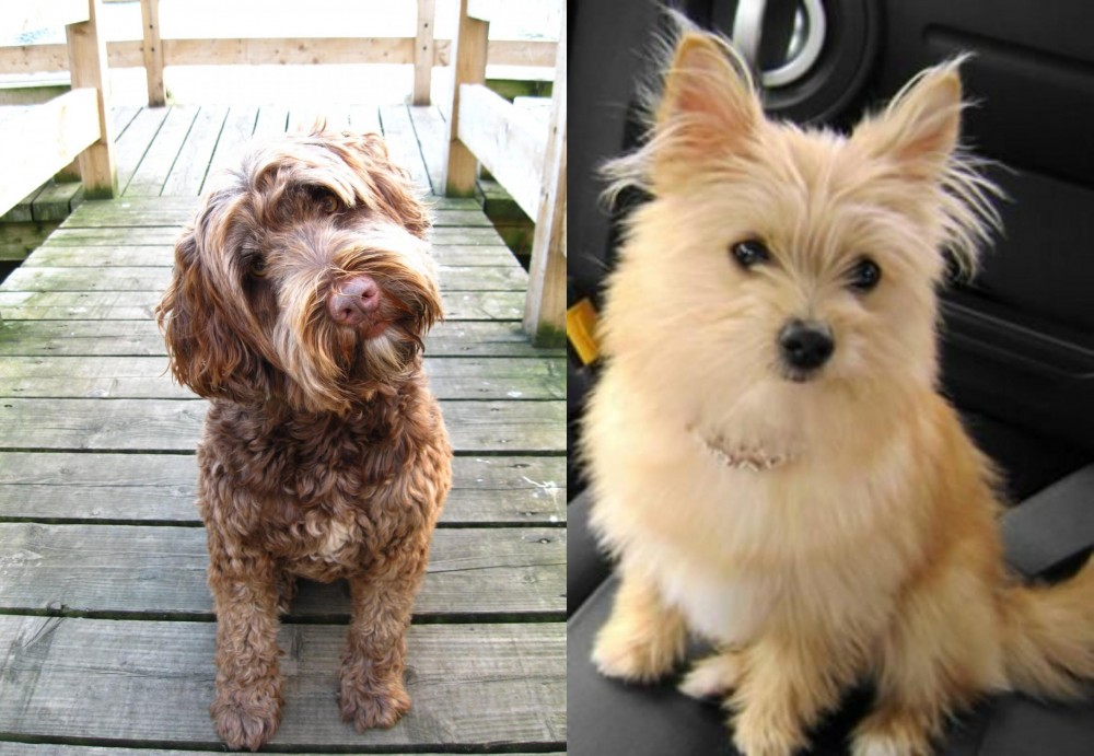 Yoranian vs Portuguese Water Dog - Breed Comparison