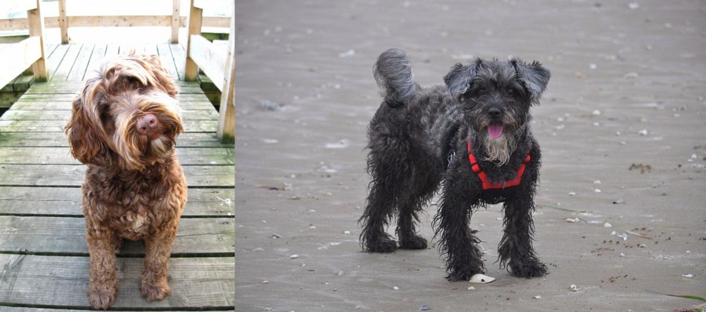 YorkiePoo vs Portuguese Water Dog - Breed Comparison