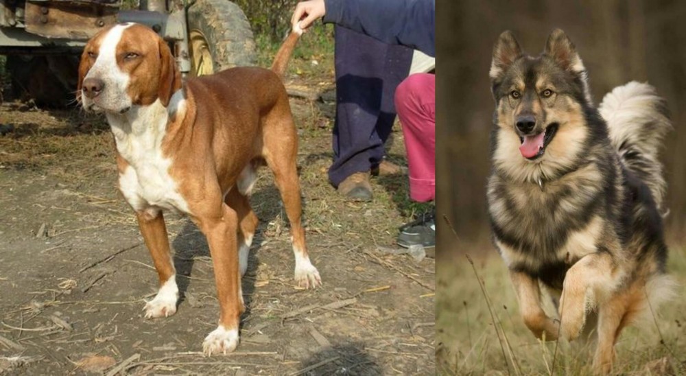 Native American Indian Dog vs Posavac Hound - Breed Comparison
