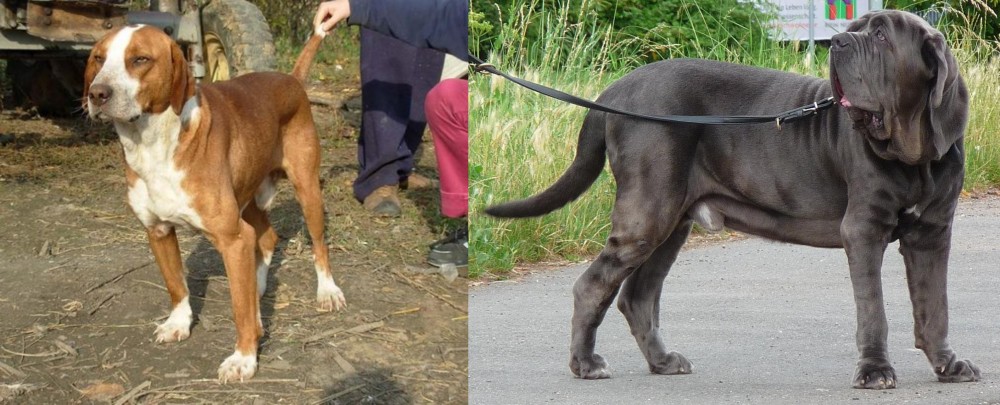 Neapolitan Mastiff vs Posavac Hound - Breed Comparison