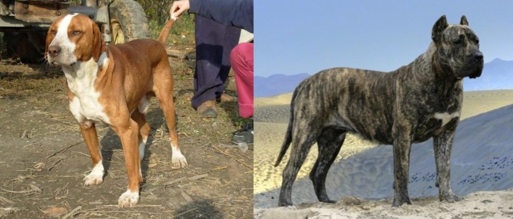 Presa Canario vs Posavac Hound - Breed Comparison