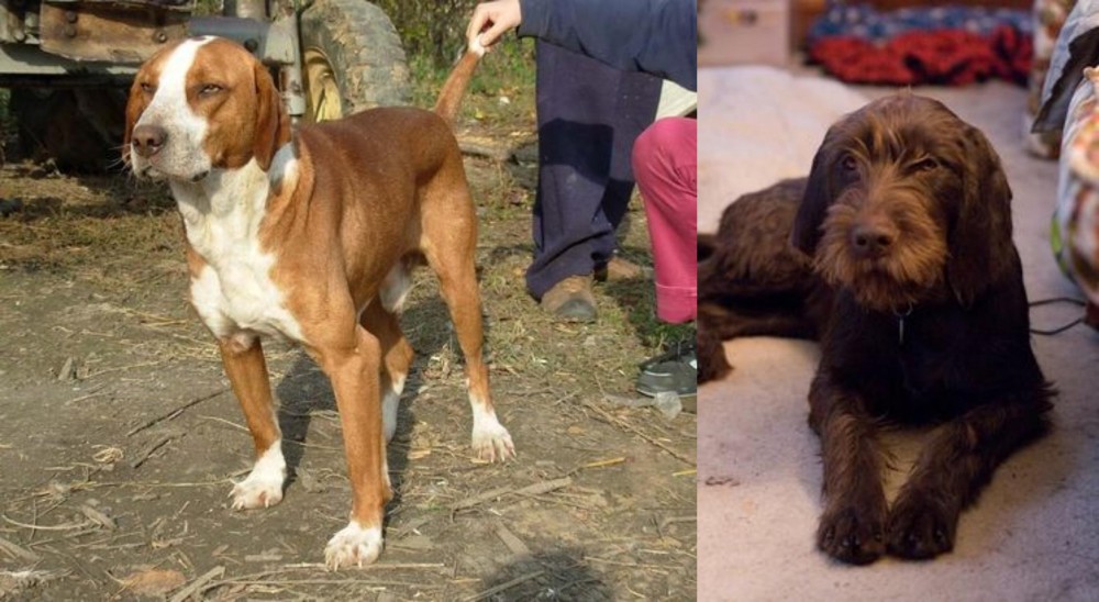 Pudelpointer vs Posavac Hound - Breed Comparison