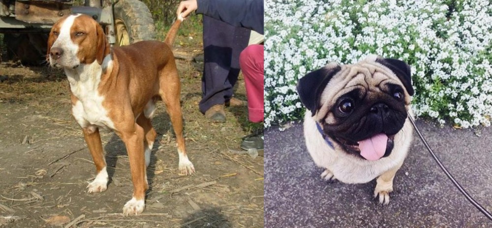 Pug vs Posavac Hound - Breed Comparison