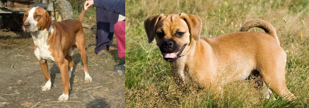 Puggle vs Posavac Hound - Breed Comparison