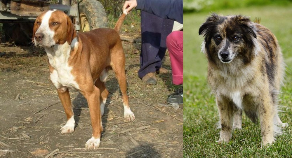 Pyrenean Shepherd vs Posavac Hound - Breed Comparison